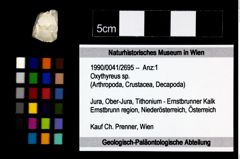 Foto (Objekt + Etikett) von Oxythyreus sp.  (NHMW-GEO-1990-0041-2695)